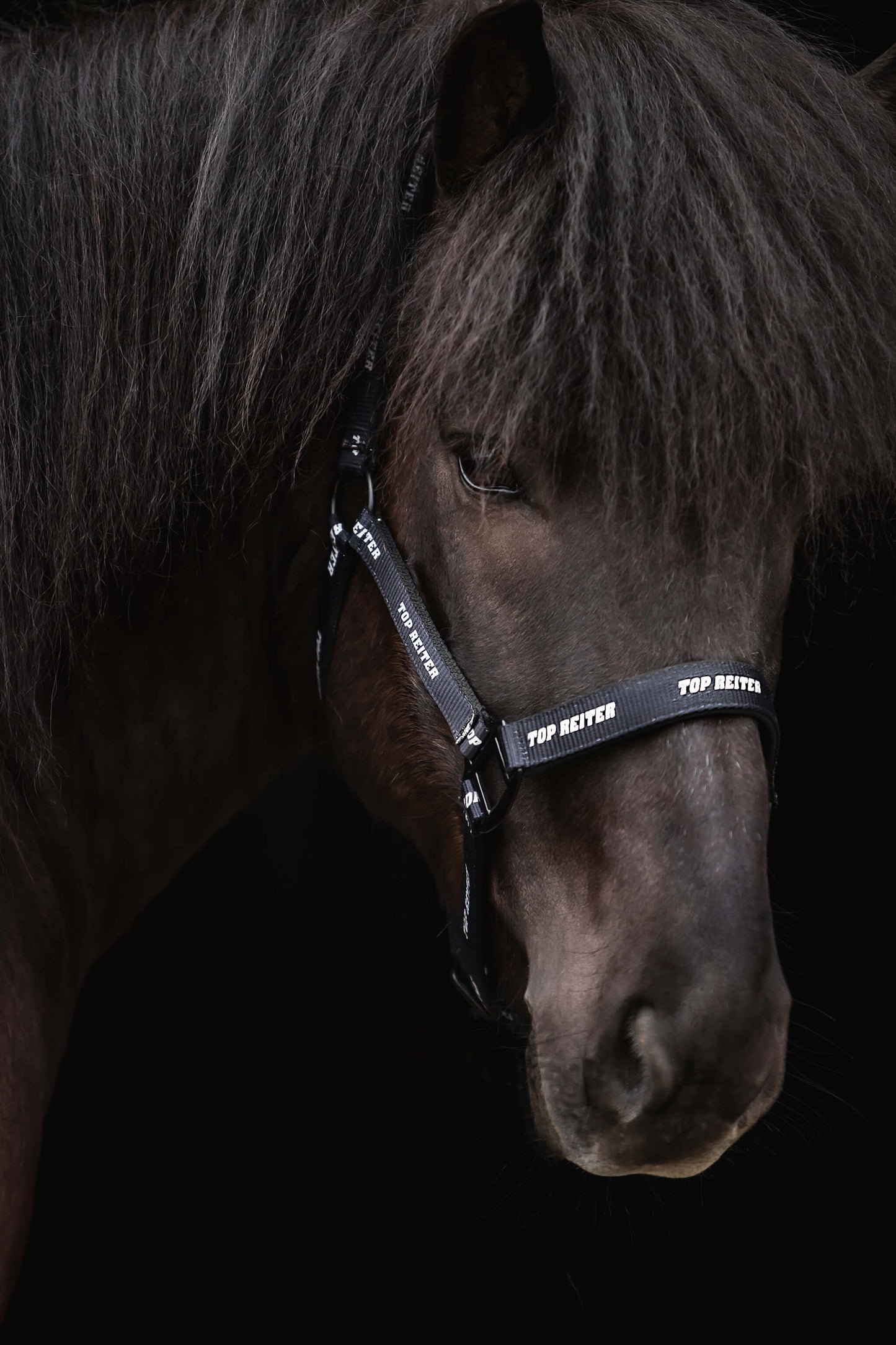 Top Reiter Halfter-Set "TR LOGO" mit Strick, schwarz