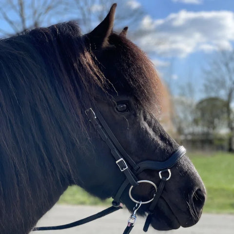 Nordic Horse Anatomically Combined Noseband 