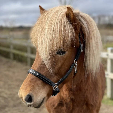 Nordic Horse leather halter with 5 white stones