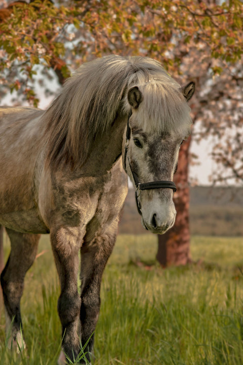 Is Knapar LJÓMI - Halfter mit einem Hauch von Glamour, mit Strick