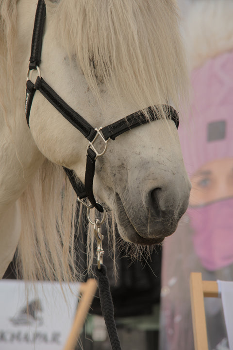 Is Knapar LJÓMI - Halfter mit einem Hauch von Glamour, mit Strick