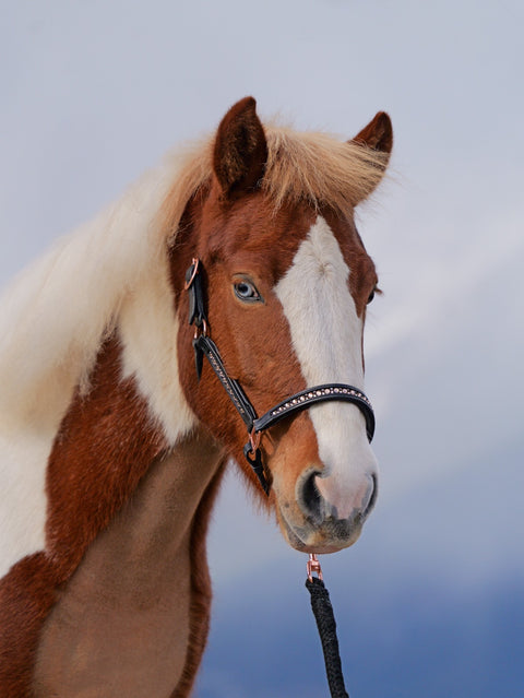 Nordic Horse Leather Halter All Rose Gold