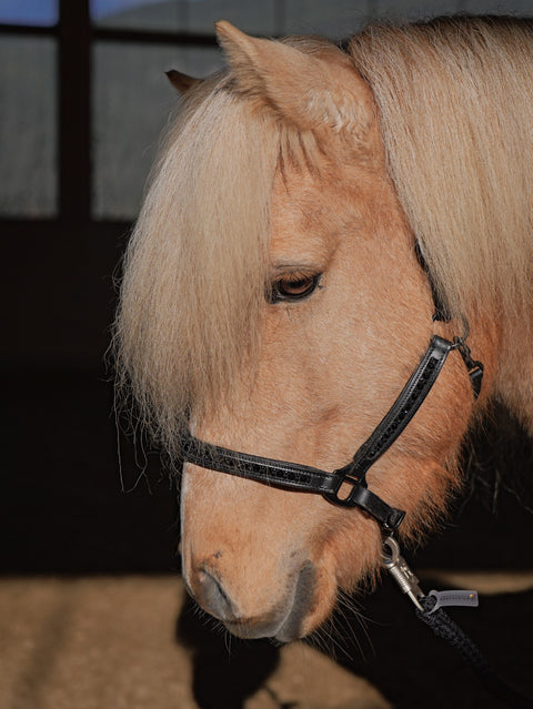 Nordic Horse Lederhalfter all Black