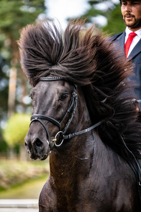 Eques Wave Stirnriemen mit großen schwarzen Steinen, StepByStep Tresnen