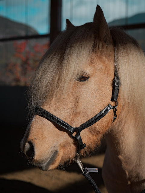 Nordic Horse Lederhalfter all Black