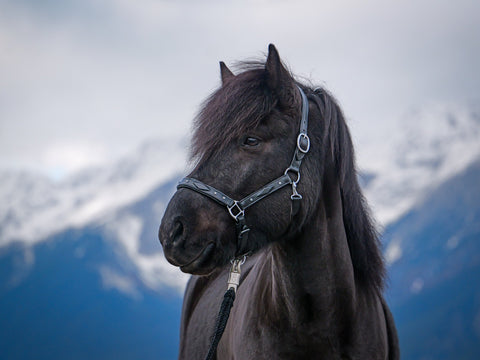 Nordic Horse Lederhalfter mit Prägung und Steinen