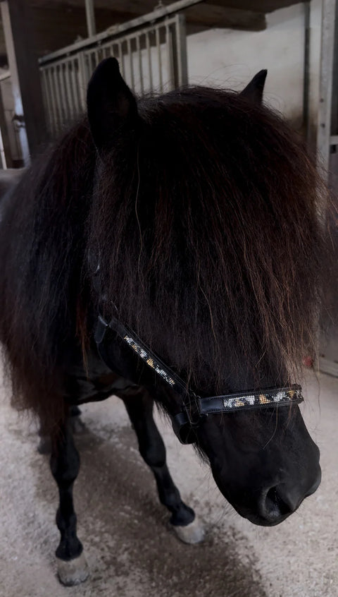 Equos Aurora Lederhalfter 'Leo Love'