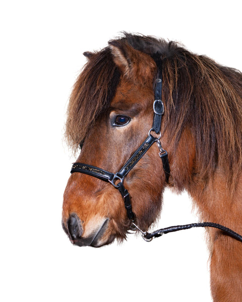 Hestagallery Lederhalfter mit schwarz/goldenen Steinen