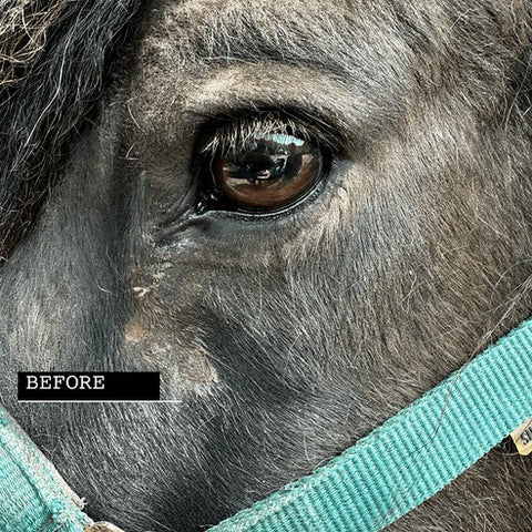 Hestakofi Augencreme