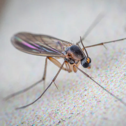 Hestakofi Mückenstille