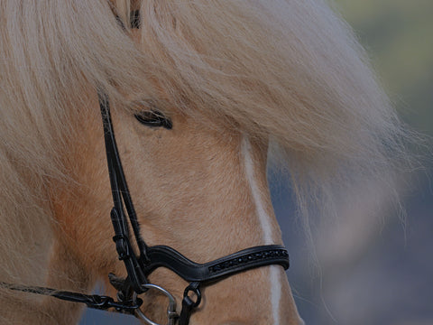 Nahaufnahme eines hellen Pferdegesichts mit einer dicken, wallenden Mähne, die ein Auge verdeckt, und einem schwarzen Zaumzeug.