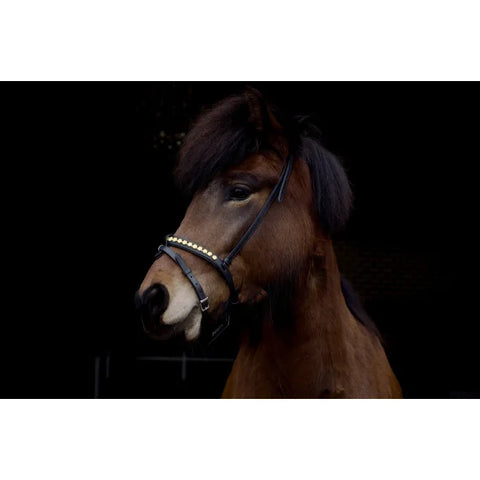 Nordic Horse, Englisch kombinierter Nasenriemen in leuchtenden Farben