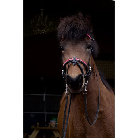 Nordic Horse, Englisch kombinierter Nasenriemen in leuchtenden Farben