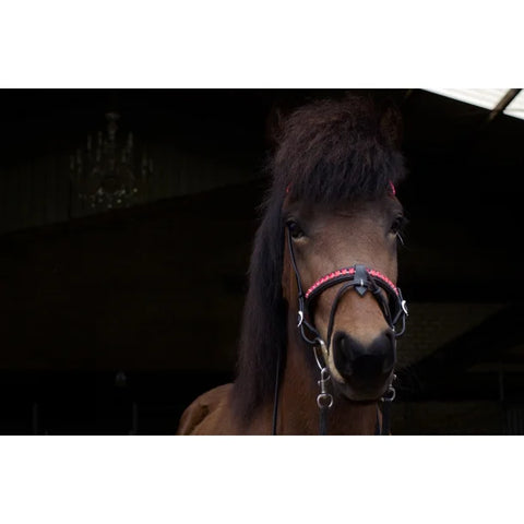 Nordic Horse, Englisch kombinierter Nasenriemen in leuchtenden Farben