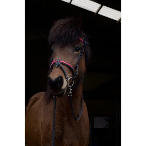 Nordic Horse, Englisch kombinierter Nasenriemen in leuchtenden Farben