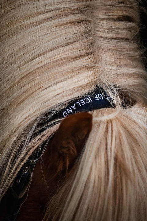 Top Reiter Klaki Halfter Set, Island