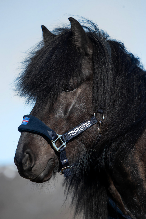 Top Reiter Klaki Halfter Set, Island