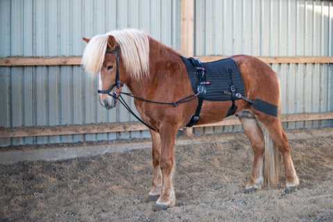 Eques Core Trainer Longiersystem