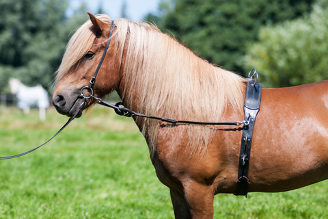 Karlslund Longiergurt